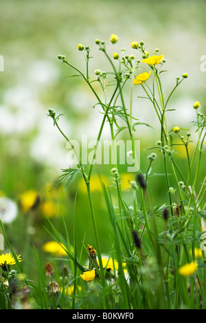 Buttercups in a dandelion field Stock Photo