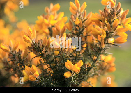 Gorse flowers, 'Ulex europaeus' Stock Photo