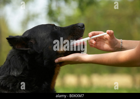 Beauceron getting medicine Stock Photo