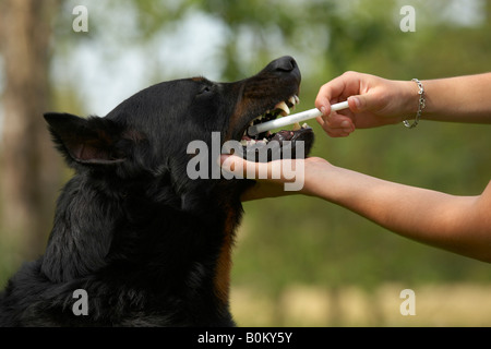 Beauceron getting medicine Stock Photo