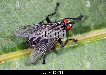 Marbled grey flesh fly Sarcophaga carnaria Stock Photo