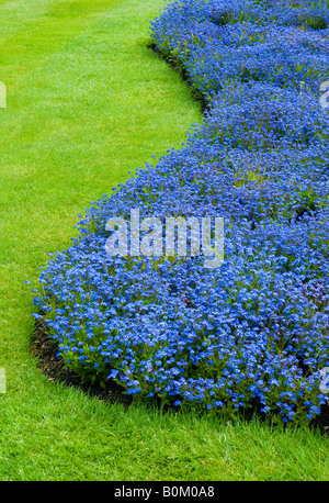 Forget me knots floral display and short cut green grass Stock Photo
