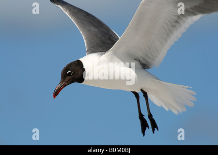 SeaGull In Flight on Gulf Coast Madeira Beach Florida Stock Photo