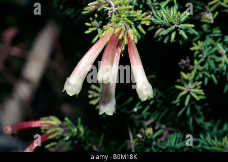 Erica curviflora-No common name- Family Ericaceae Stock Photo