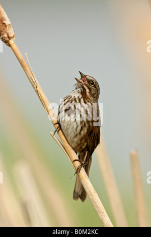 Song sparrow singing in spring while perched on cattail in marsh Victoria British Columbia Canada Stock Photo