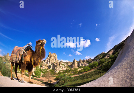 TURKEY Uchisar Fortress with camel in foreground Cappadocia Region Stock Photo