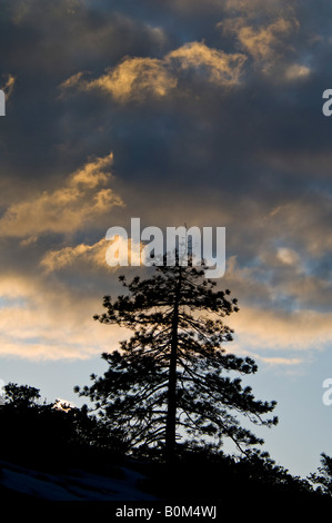 Last light on clouds over lone pine tree Yosemite Valley Yosemite National Park California Stock Photo