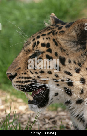 Amur Leopard Panthera pardus orientalis Stock Photo