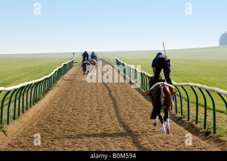 Three horses on the gallops, Warren Hill training ground, Newmarket, Suffolk, England Stock Photo
