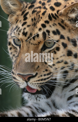 Amur Leopard Panthera pardus orientalis Stock Photo