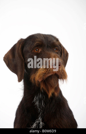 German Wire haired Pointing Dog Stock Photo