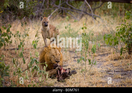 Hyena sneaking up from behind a male lion eating buffalo skull Hyena looking for opportunity to steal the lions food Okavango Delta Botswana Stock Photo