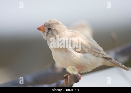 Young female Zebra Finch (Taeniopygia guttata) perched on a tree branch in Spring Stock Photo