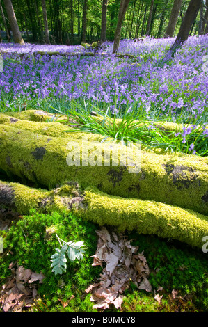 Bluebells in spring woodland Ambleside Cumbria UK Stock Photo