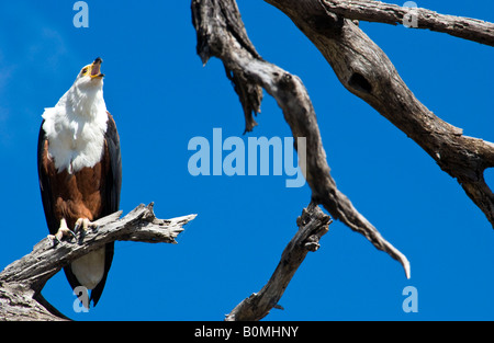 Close up African Fish Eagle, Haliaeetus Vocifer beak open calling out perched on dead gray tree branch against beautiful bright blue sky background Stock Photo