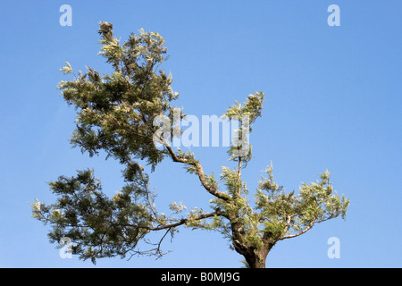 A silver oak tree in a tea estate in Kerala Stock Photo