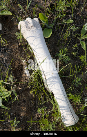 Human bone from Battle of Stalingrad, Site of Luftwaffe Pitomnik airfield, west of Volgograd, Russia, Russian Federation Stock Photo