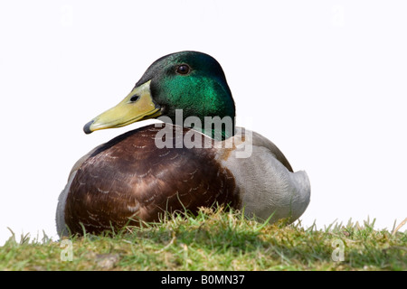 Close up of a male mallard duck (Anas platyrhynchos), showing its beautiful colours photographed at Martin Mere WWT. Stock Photo