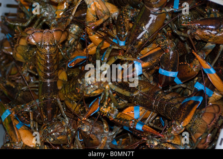 Just caught lobsters, Cribbons Point, Nova Scotia, Canada. Stock Photo