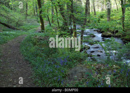 Bluebells along the River Dart in Holne Wood, Dartmoor, Devon, England Stock Photo