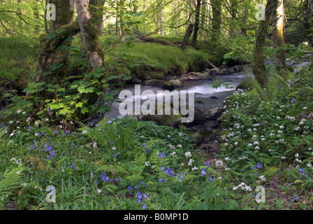 Bluebells along the River Dart in Holne Wood, Dartmoor, Devon, England Stock Photo