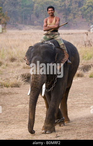 Close up smiling male Indian Mahout proudly rides his working wildlife safari elephant in Kanha National Park Madhya Pradesh India Stock Photo