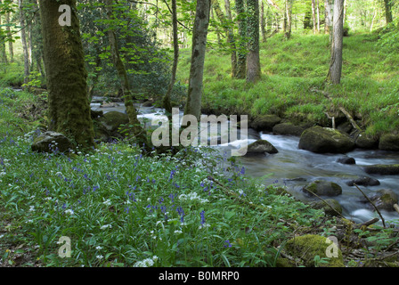 Bluebells along the River Dart in Holne Wood, Dartmoor, Devon, England Stock Photo