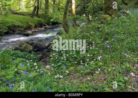 Bluebells along the River Dart in Holne Wood, Dartmoor, Devon, England Stock Photo