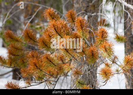 A pine tree is dying from effects of mountain pine beetles dendrotonus ponderosae in Rocky Mountain National Park Colorado USA Stock Photo