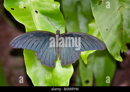 A male Great Mormon butterfly papilio memnon agenor form Stock Photo