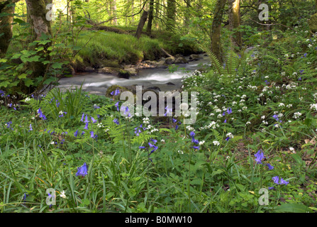 Bluebells along the River Dart in Holne Wood, Dartmoor, Devon, England Stock Photo