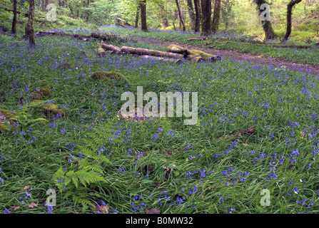 Bluebells along the River Dart in Holne Wood, Dartmoor, Devon, England Stock Photo