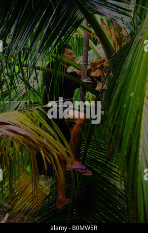 harvesting palm oil samut sakhon thailand Stock Photo