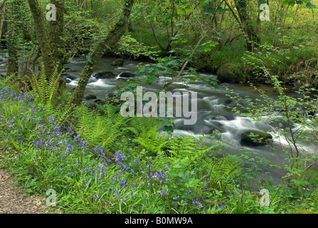 Bluebells along the River Dart in Holne Wood, Dartmoor, Devon, England Stock Photo