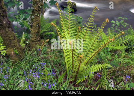 Bluebells along the River Dart in Holne Wood, Dartmoor, Devon, England Stock Photo