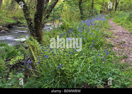 Bluebells along the River Dart in Holne Wood, Dartmoor, Devon, England Stock Photo