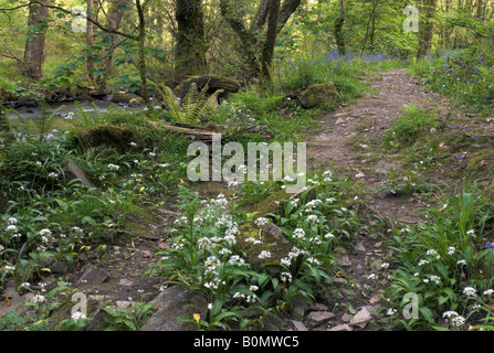 Bluebells along the River Dart in Holne Wood, Dartmoor, Devon, England Stock Photo