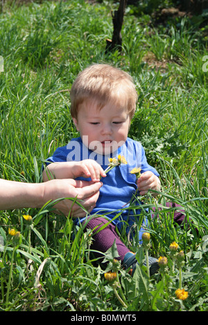 Child with the bouquet of dandelions in the hands Stock Photo