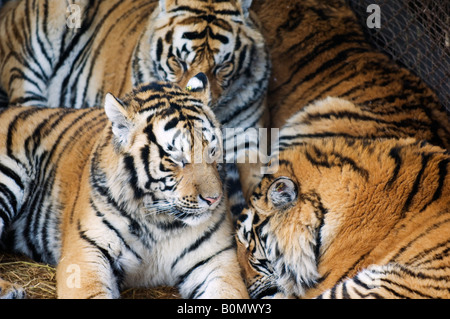 dongbei tiger Stock Photo - Alamy