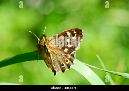 Speckled Wood Pararge aegreia L 1758 Stock Photo