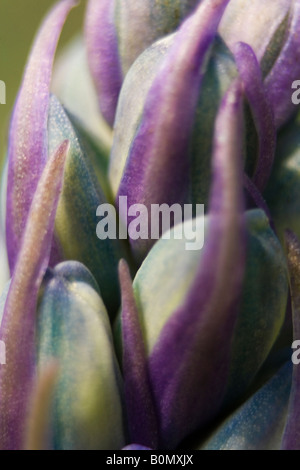 hyacinthaceae hyacinthoides hispanica fausse jacinthe d'espagne Stock Photo