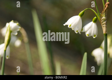 amaryllidaceae leucojum aestivu Stock Photo