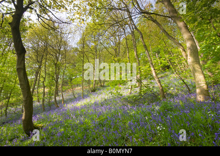 Bluebells and deciduous trees in Houghall Woods, Durham, England, UK Stock Photo