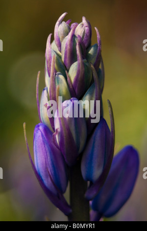 hyacinthaceae hyacinthoides hispanica fausse jacinthe d'espagne Stock Photo