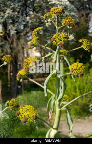 aplaceae ferula communis L fér circumméditérané joseph dupouy nature Stock Photo
