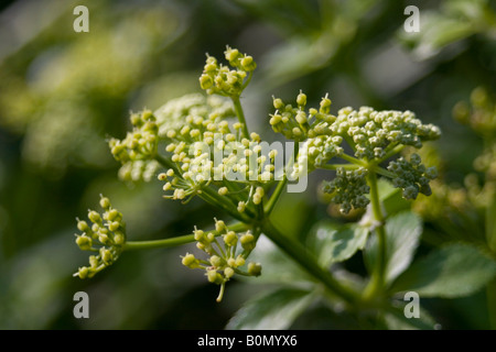 aplaceae smyrnium olusatrum L Stock Photo
