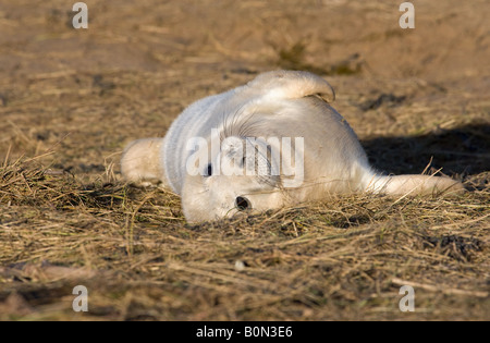 Grey seal pup on the marrams Stock Photo