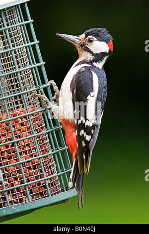 The Great Spotted Woodpecker (Dendrocopos major) feeding Stock Photo