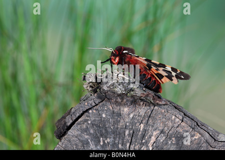 Garden Tiger Arctia caja moth on log Potton Bedfordshire Stock Photo
