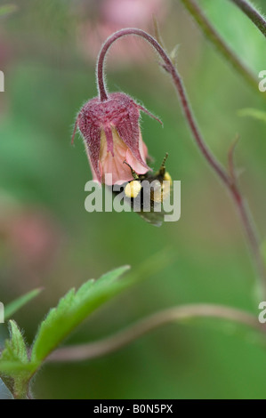 Bumblebee collecting nectar from a Geum rivale / water avens flower Stock Photo